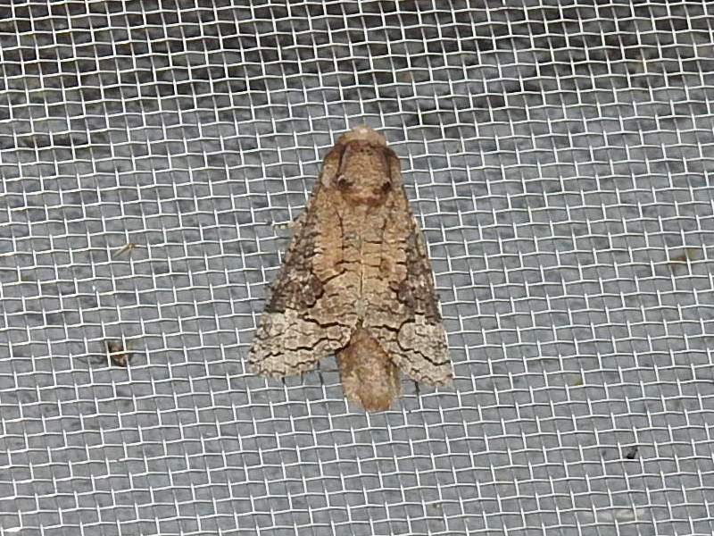 �ҥ�ܥ��ȥ�