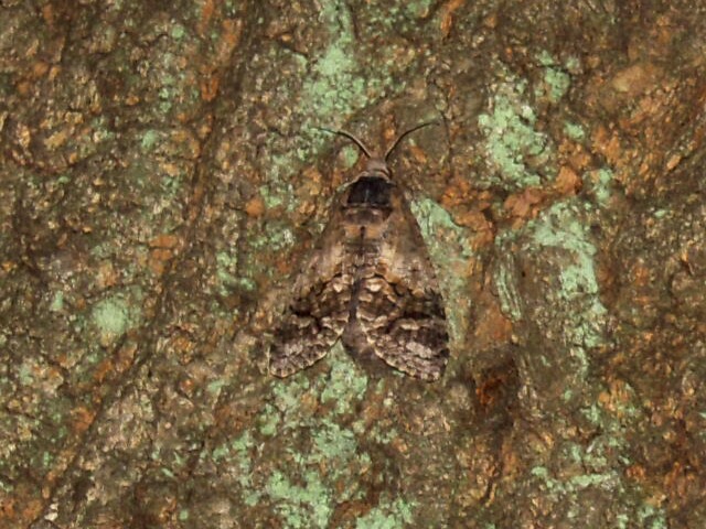 �ܥ��ȥ���