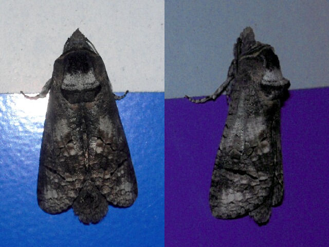 �ܥ��ȥ���