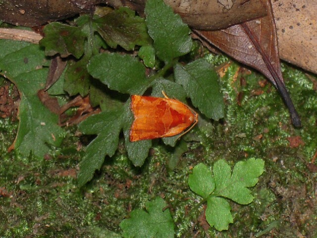 ���������ϥޥ�