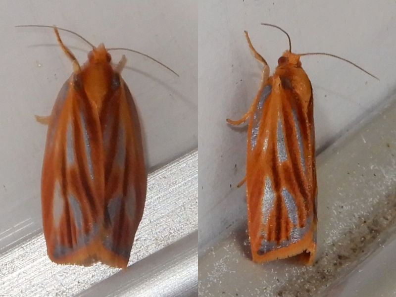 �ʥ���ܥ��ϥޥ�