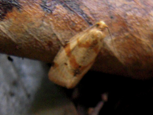 �ۥ����ӥϥޥ�