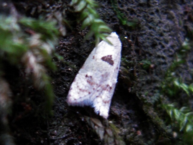 �����ʥߥ��ƥ��ϥޥ�