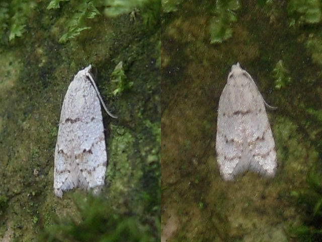 �����ʥߥ��ƥ��ϥޥ�