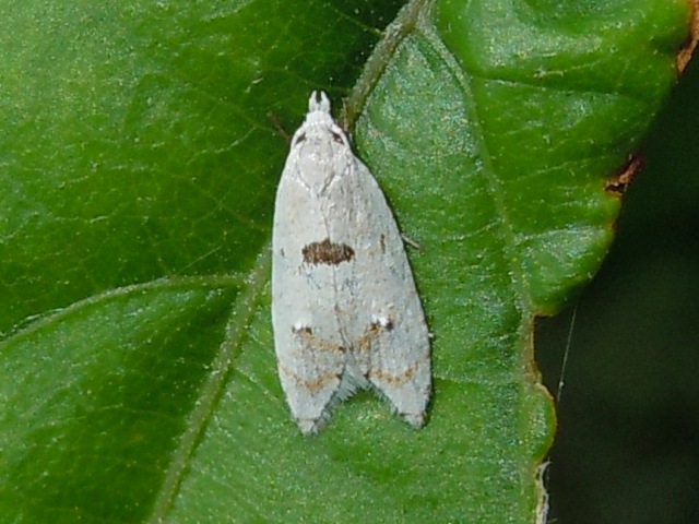 �����ʥߥ��ƥ��ϥޥ�