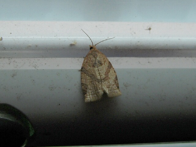 �������ϥޥ�������