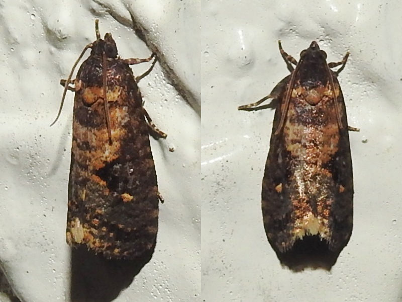 �إꥪ�ӥҥ�ϥޥ�