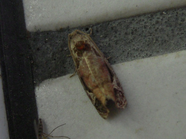 ��ޥ��ҥ�ϥޥ�