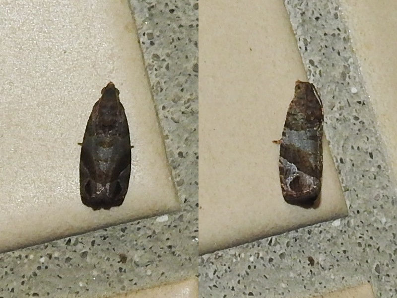 ��ޥ��ҥ�ϥޥ�