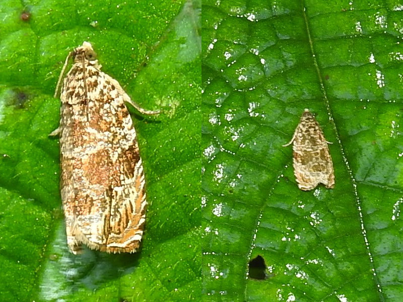 �����ƥ󥷥������ҥ�ϥޥ�