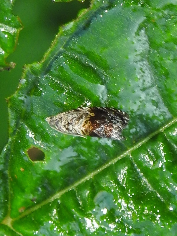 ���å����ҥ�ϥޥ�