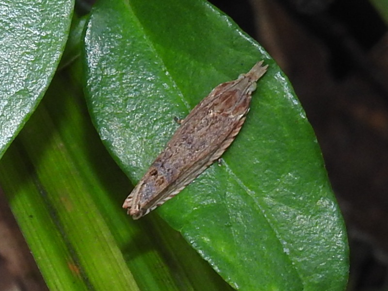 �ߥ�����ҥ�ϥޥ�