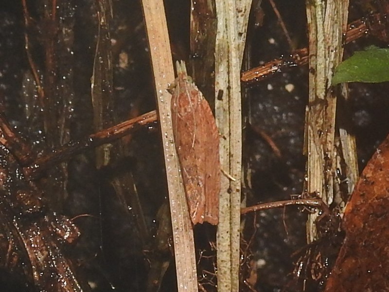 �ߥ�����ҥ�ϥޥ�