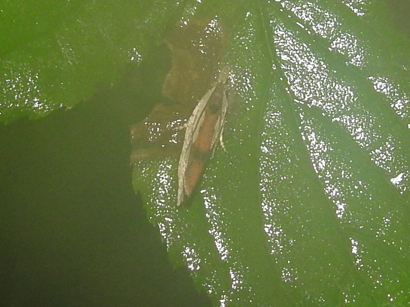 �ߥ�����ҥ�ϥޥ�