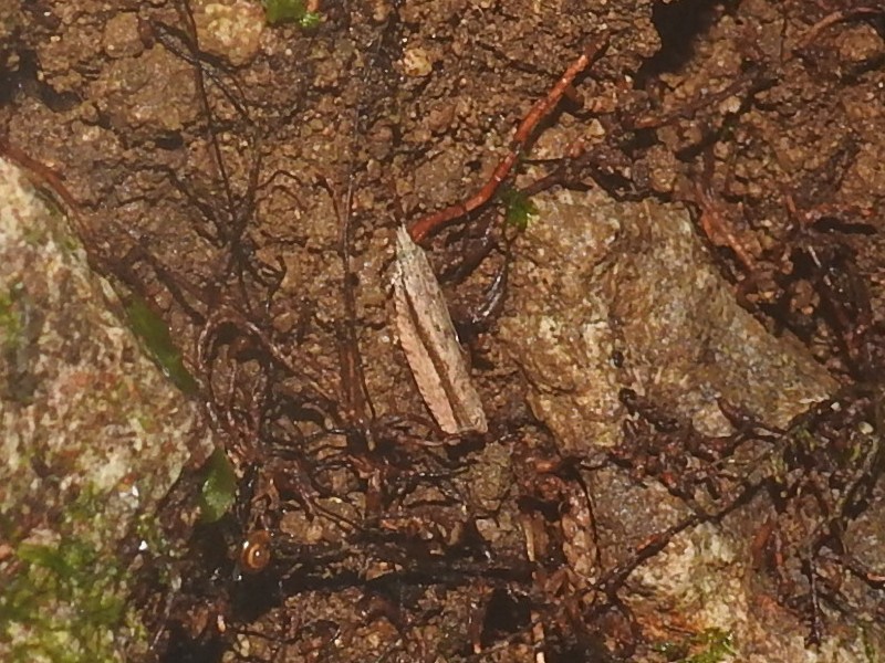 �ߥ�����ҥ�ϥޥ�