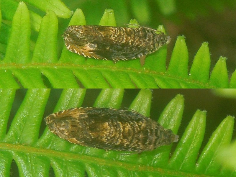 ���������ʥߥҥ�ϥޥ�