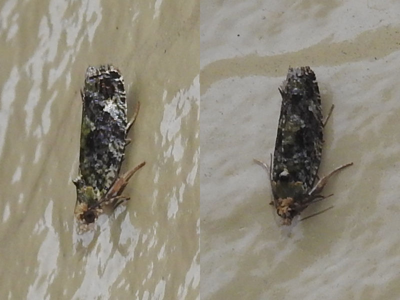 �ߥɥ���ҥ�ϥޥ�