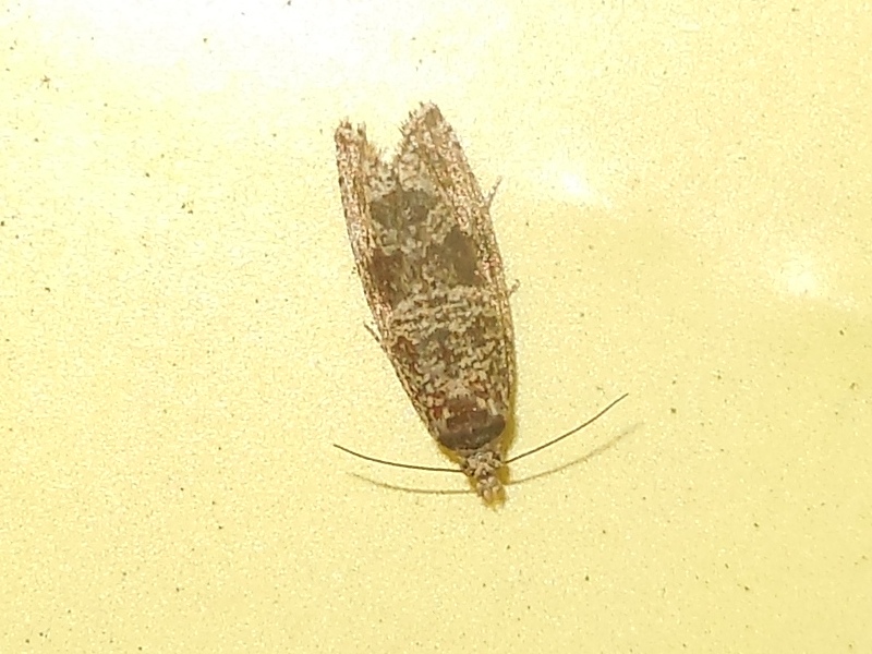 �����ĥ䥹��������ҥ�ϥޥ�