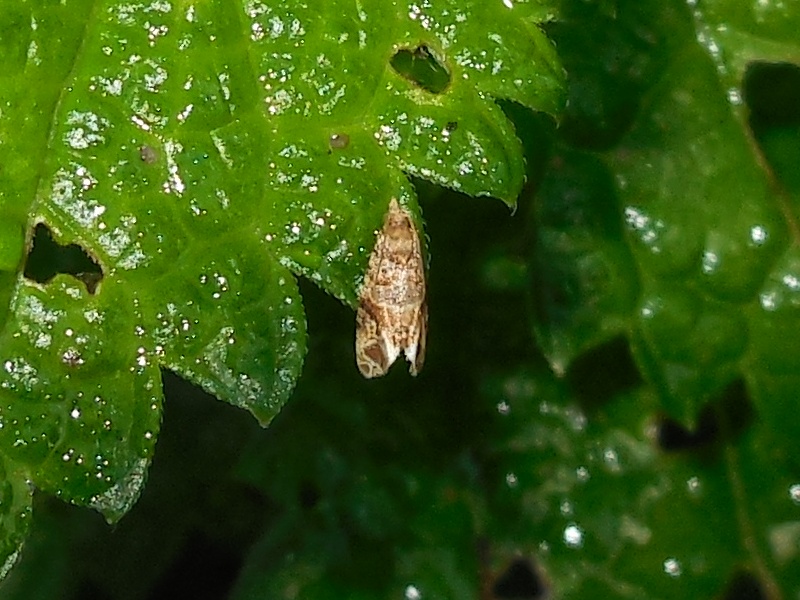 �ۥ��Х��ӥҥ�ϥޥ���