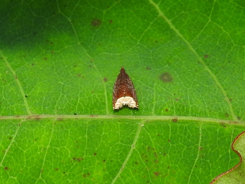 �ե��ܥ��ҥ�ϥޥ�