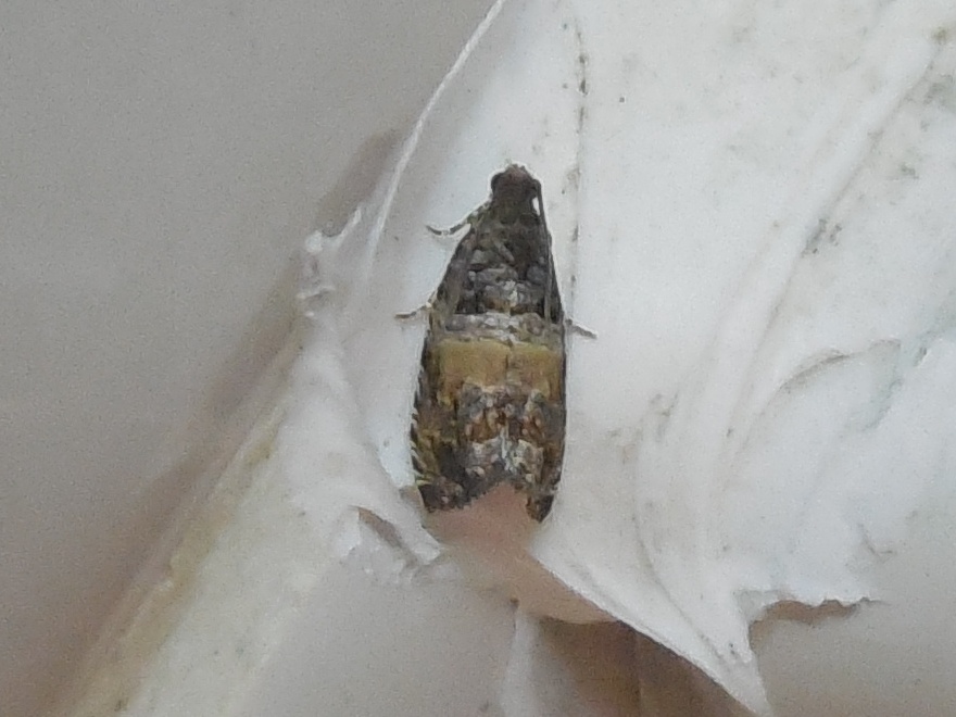 �ҥ�ϥޥ�������