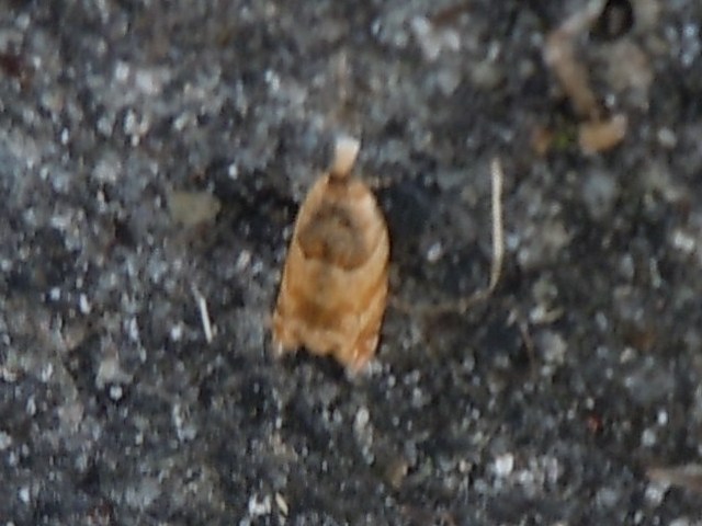 �������ҥ�ϥޥ�