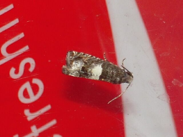 �����������ҥ�ϥޥ�