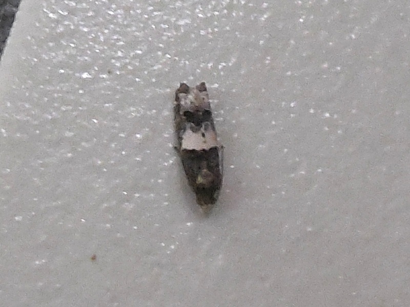 �����������ҥ�ϥޥ�