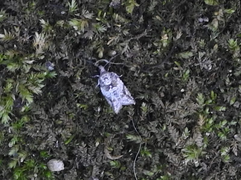 �ޥ��饫�ޥҥ�ϥޥ�