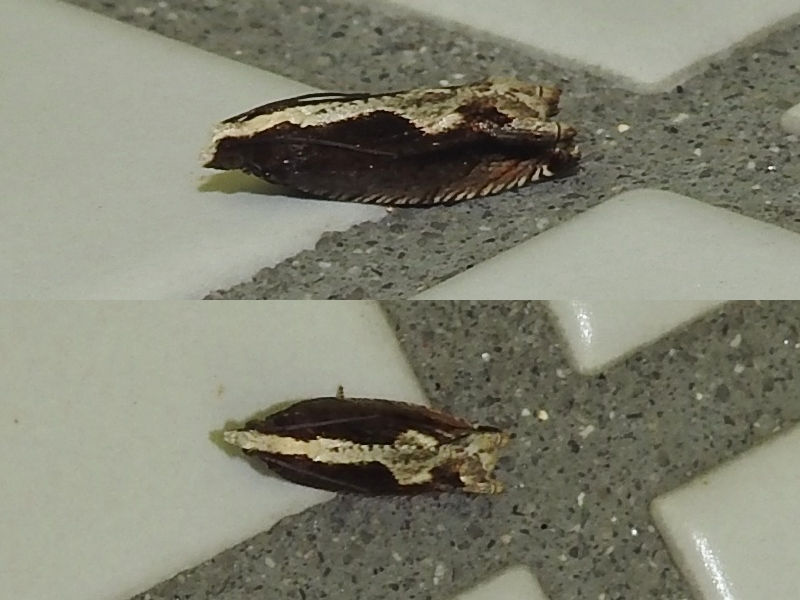 �����������ҥ�ϥޥ�