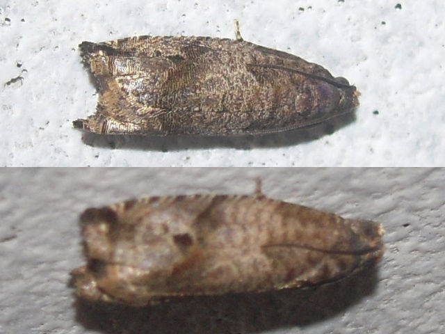 ���ɥ��ӥҥ�ϥޥ�