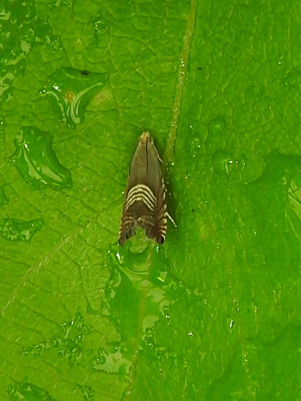 ��ĥ����ҥ᥷�󥯥�