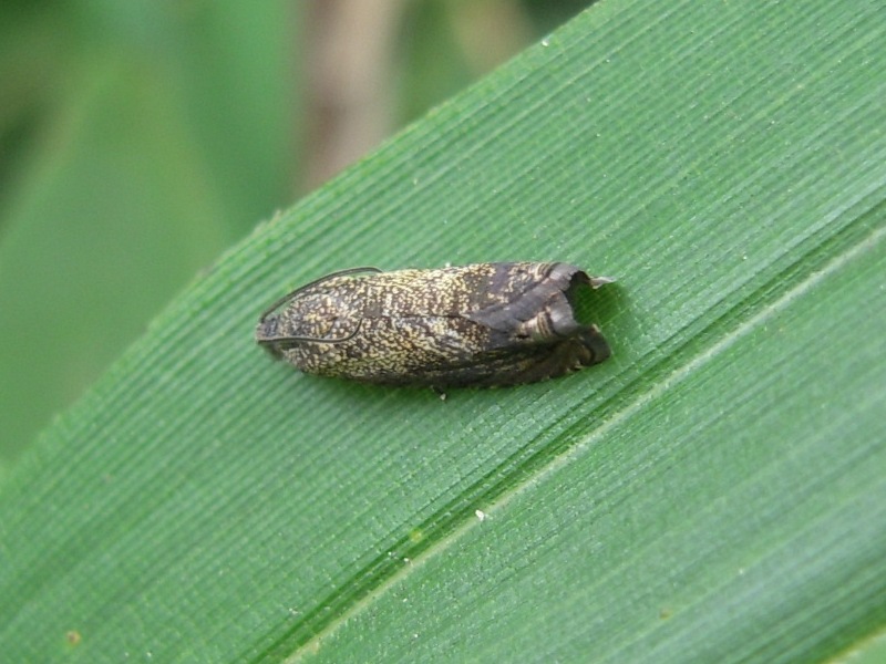 ���̥��󥸥奵��⥰�ꥬ