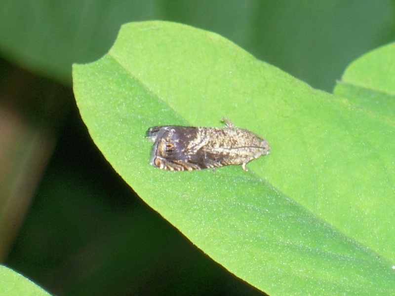 ���̥��󥸥奵��⥰�ꥬ