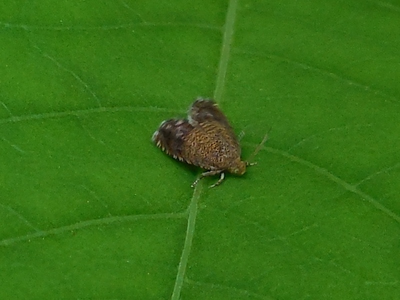 ���ȥ����ҥ�ϥޥ�