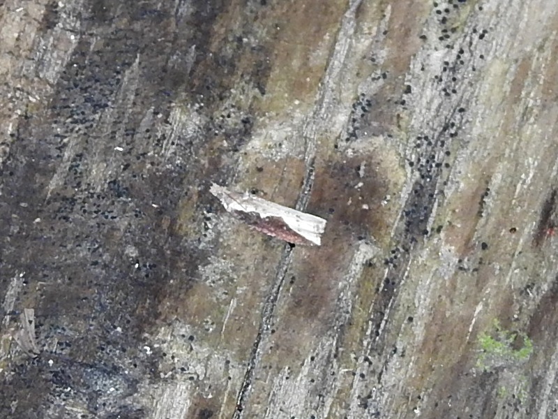 ���ߥ�����ҥ�ϥޥ�