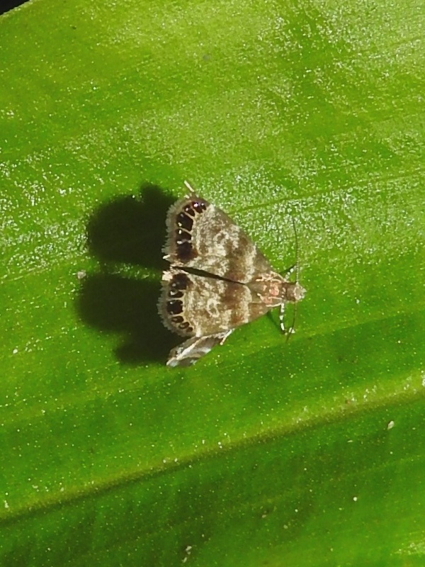 ���ߥ�ޥߥ����ɥ�ϥޥ���ɥ�