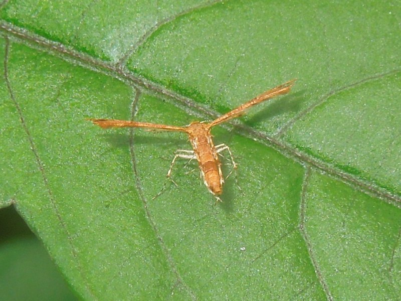 ���֥ɥ��ȥ��