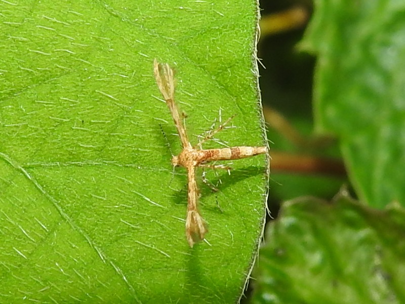 ���֥ɥ��ȥ��