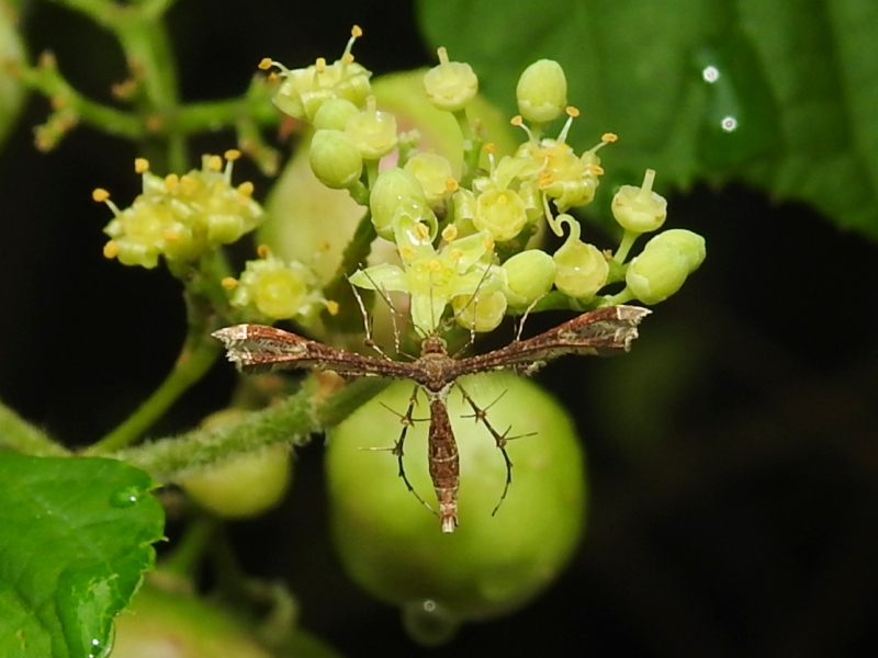 �֥ɥ��ȥ��