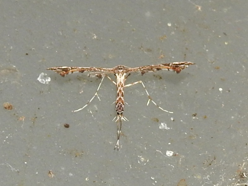 �����ޥ��ȥ��