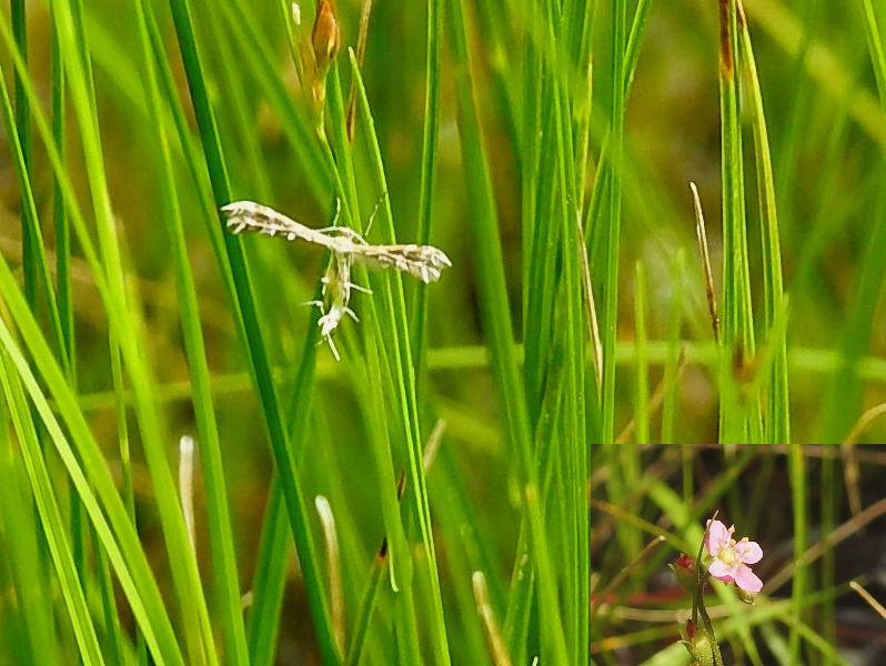 �⥦���󥴥��ȥ��