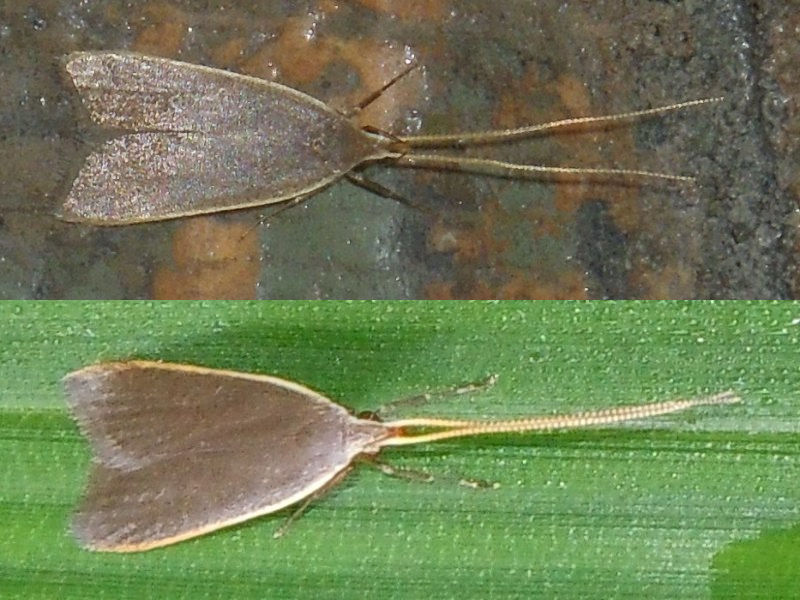 �������٥�ϥ��ҥ��ʥ����Х�