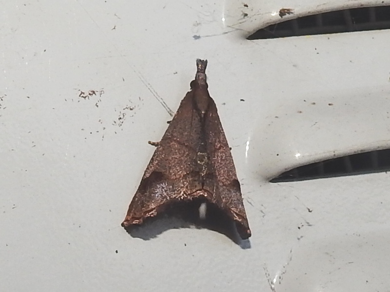 �ե������ĥťꥬ