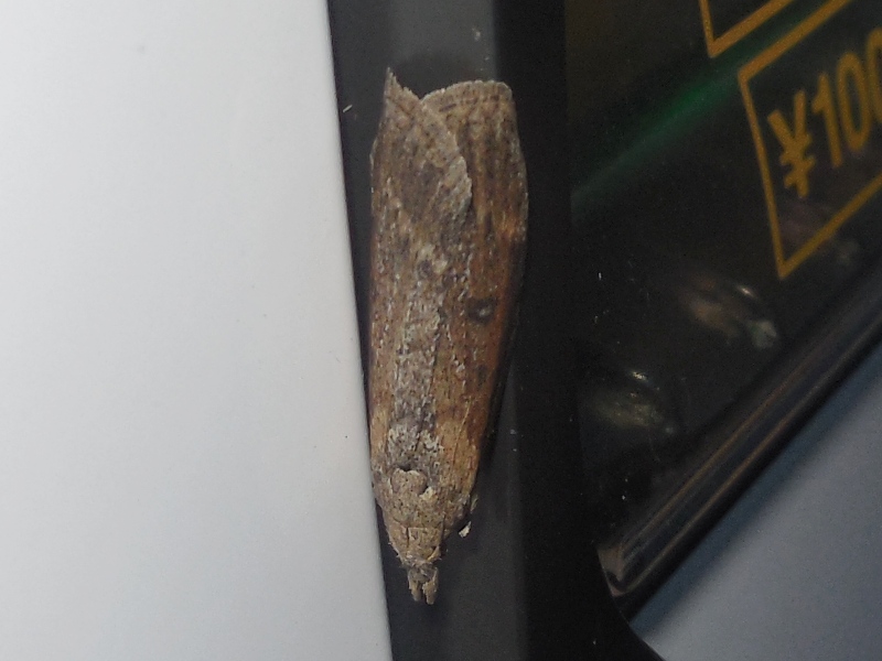 �����եĥťꥬ