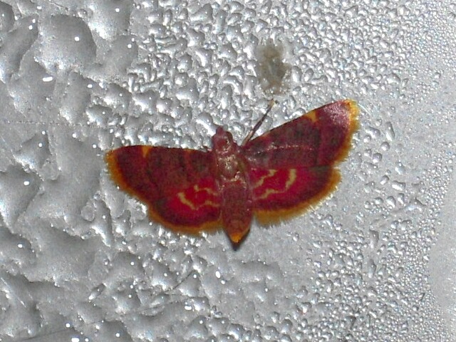 �ȥӥ������ޥᥤ��