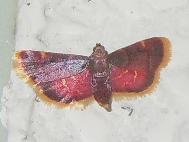 �ȥӥ������ޥᥤ��