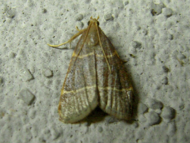 �ե��������ޥᥤ��