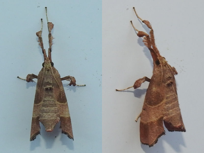 ���������ҥ����ޥᥤ��