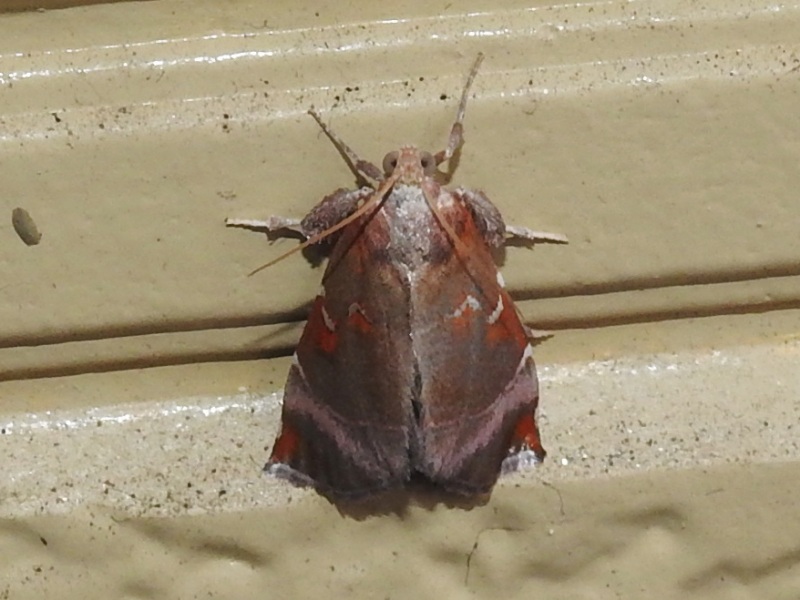 �˥������ޥᥤ��